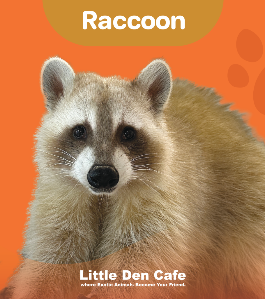 แรคคูน-littledencafe