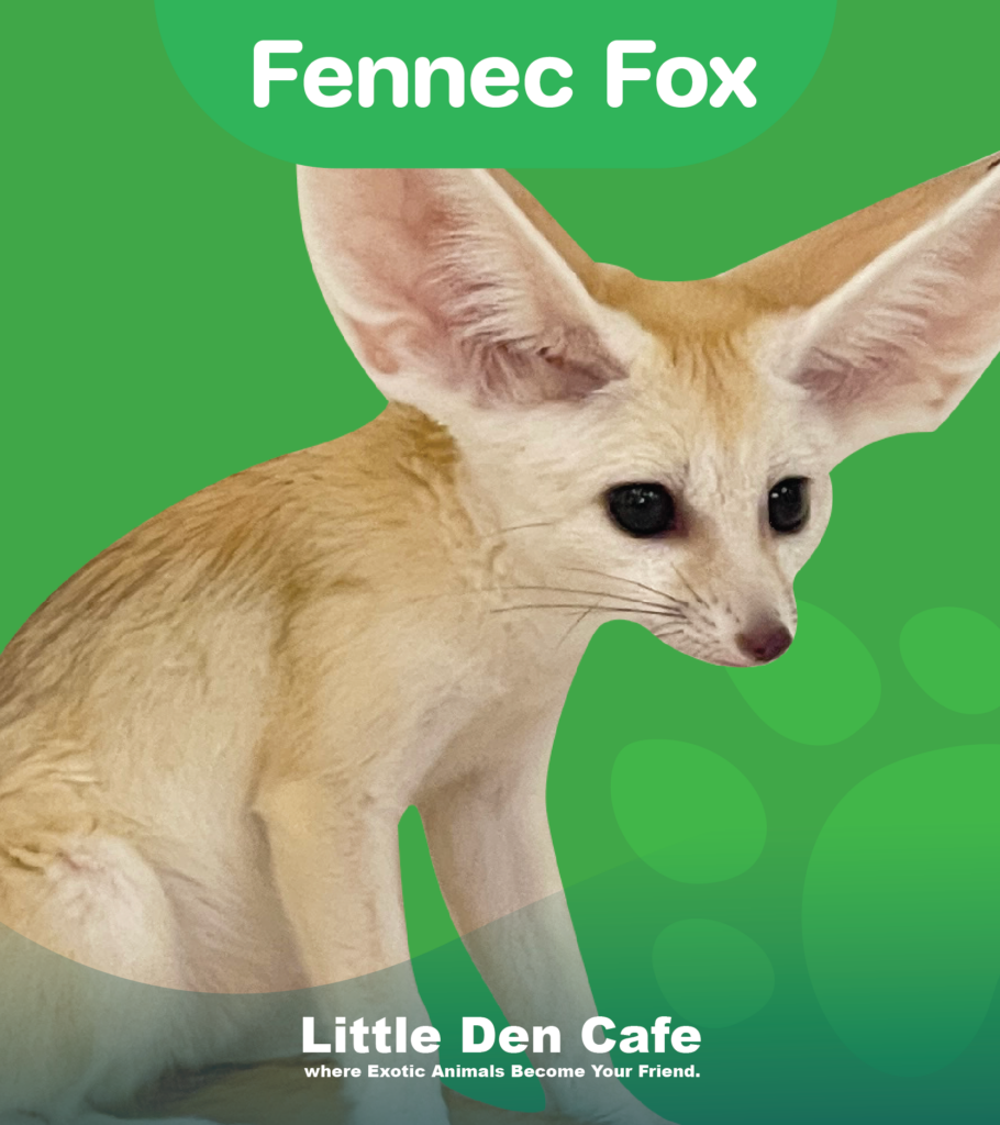 เฟนเน็คฟอกซ์-littledencafe