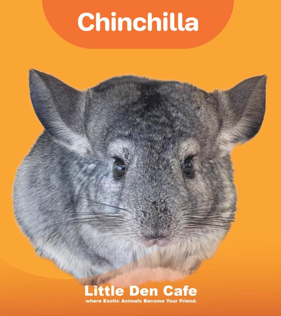 ชินชิล่า-littledencafe