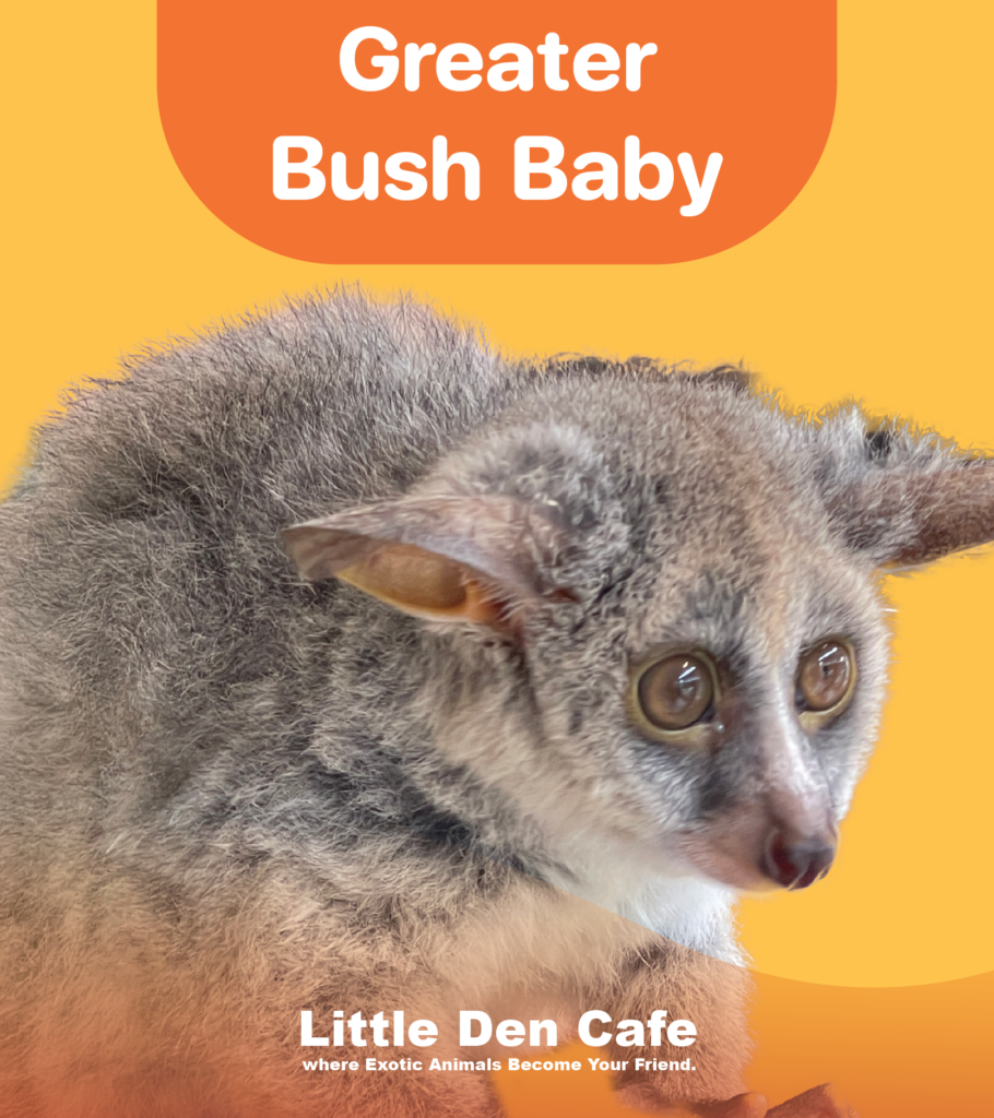 บุชเบบี้ยักษ์-littledencafe