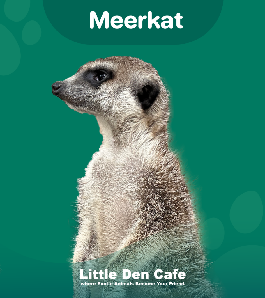 เมียร์แคท-littledencafe