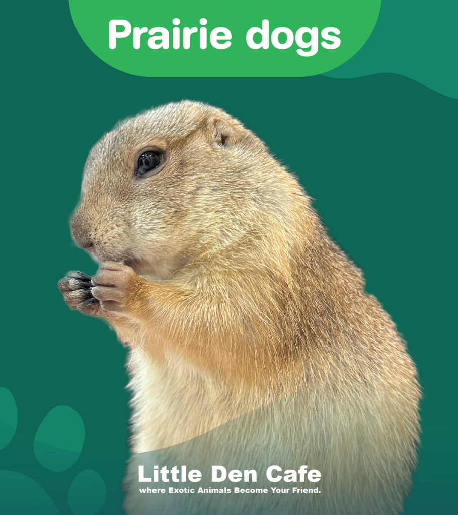 แพรี่ด็อก-littledencafe