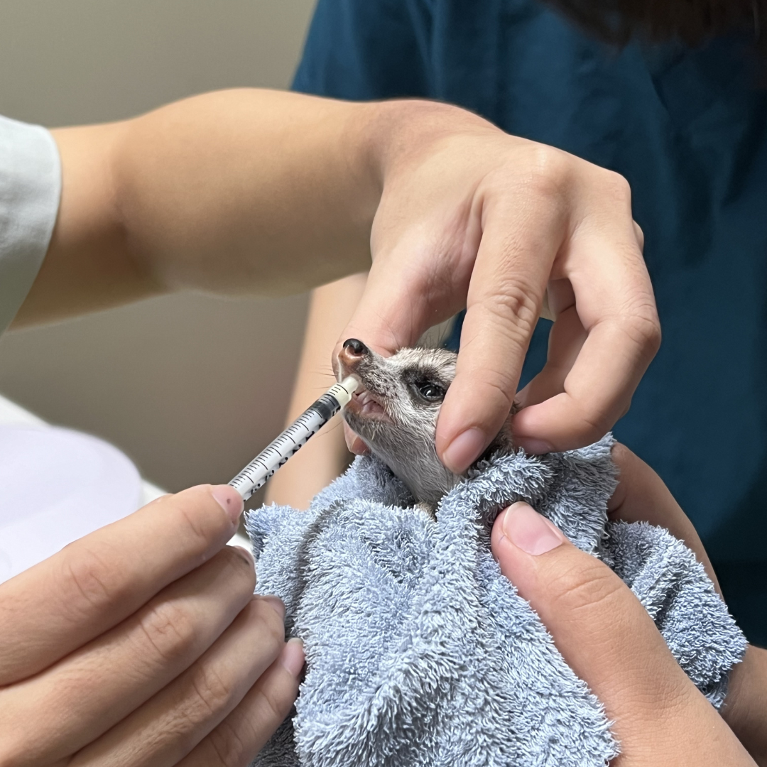 Exotic-Animal-Welfare