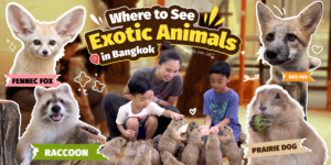 Tourist enjoying an exotic animal experience in Bangkok at Little Den Cafe