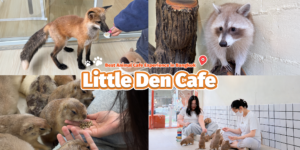 Best animal cafe in Bangkok with exotic animal interaction