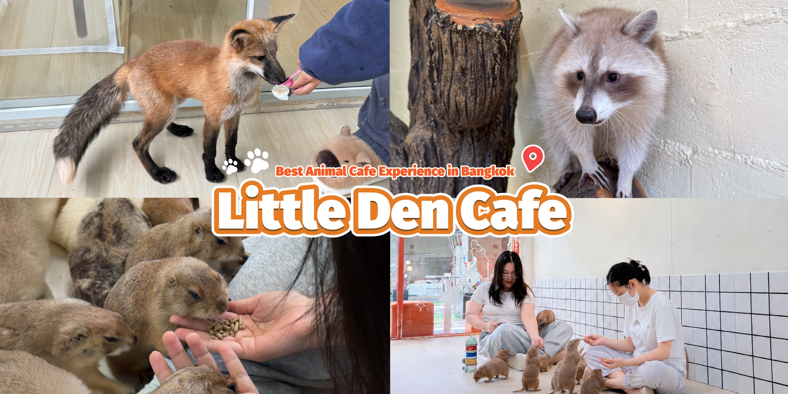Best animal cafe in Bangkok with exotic animal interaction